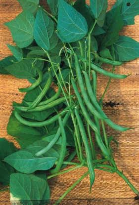 Picture of Climbing French Bean - Blue Lake